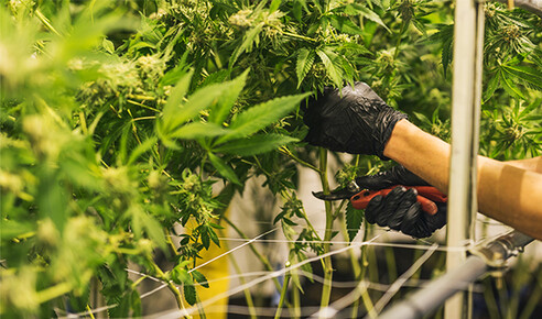 Will Legalizing Marijuana Make the World a Better Place?